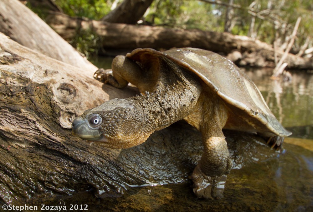 Cloacal breathing of the Fitzroy turtle, about those who can breathe through the anus - The science, Biology, Turtle, Interesting, Unusual, Longpost