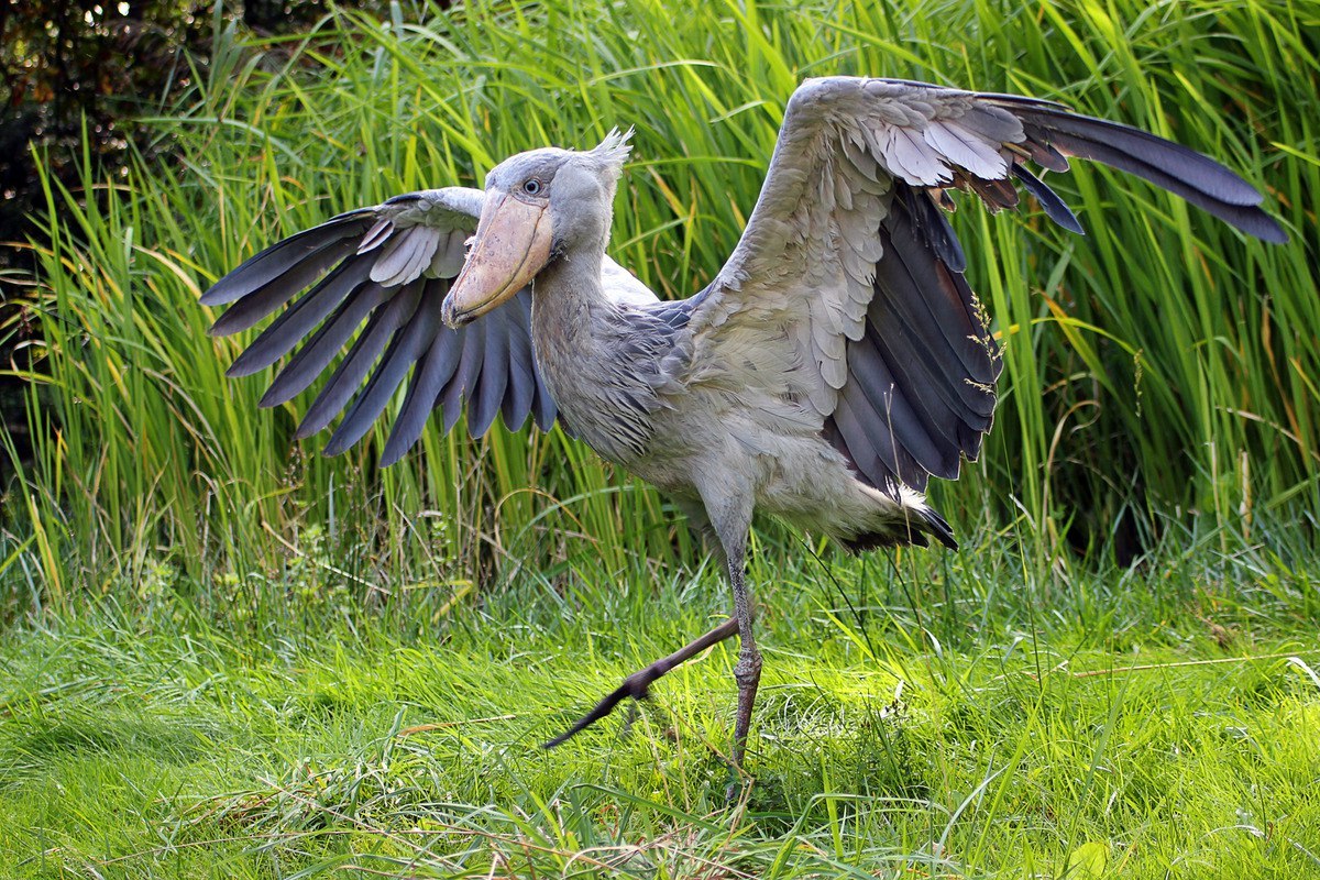 Book of Animals: Kitoglav - My, Shoebill, Animals, Wild animals, Animal book, Longpost