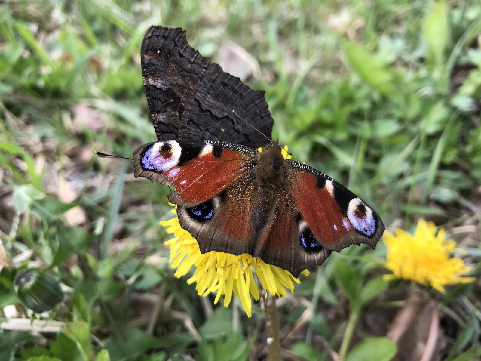 A little green. - My, Iphone 7 plus, Obninsk, Nature, Flowers, Butterfly, Longpost