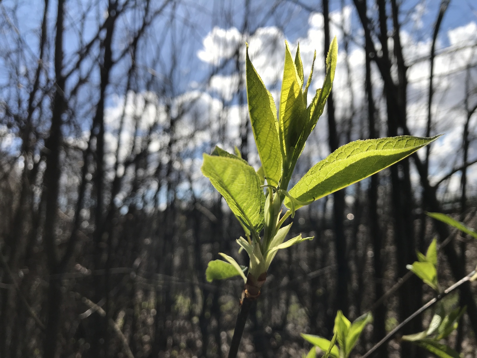 A little green. - My, Iphone 7 plus, Obninsk, Nature, Flowers, Butterfly, Longpost