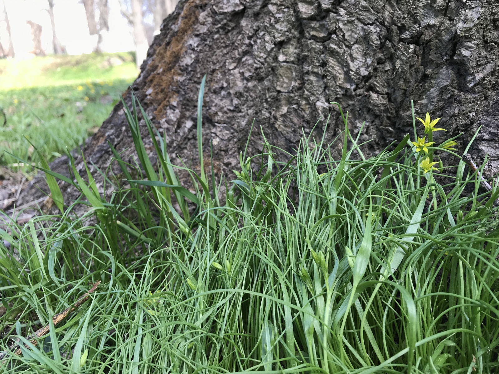 A little green. - My, Iphone 7 plus, Obninsk, Nature, Flowers, Butterfly, Longpost