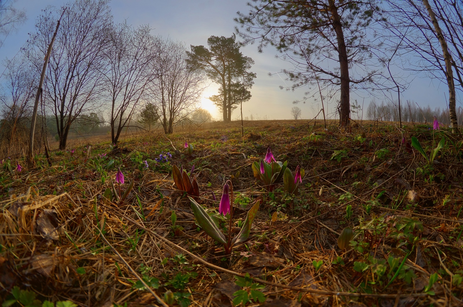 Siberian morning - My, Siberia, Fog, Morning, HDR, Spring, Nature, Longpost