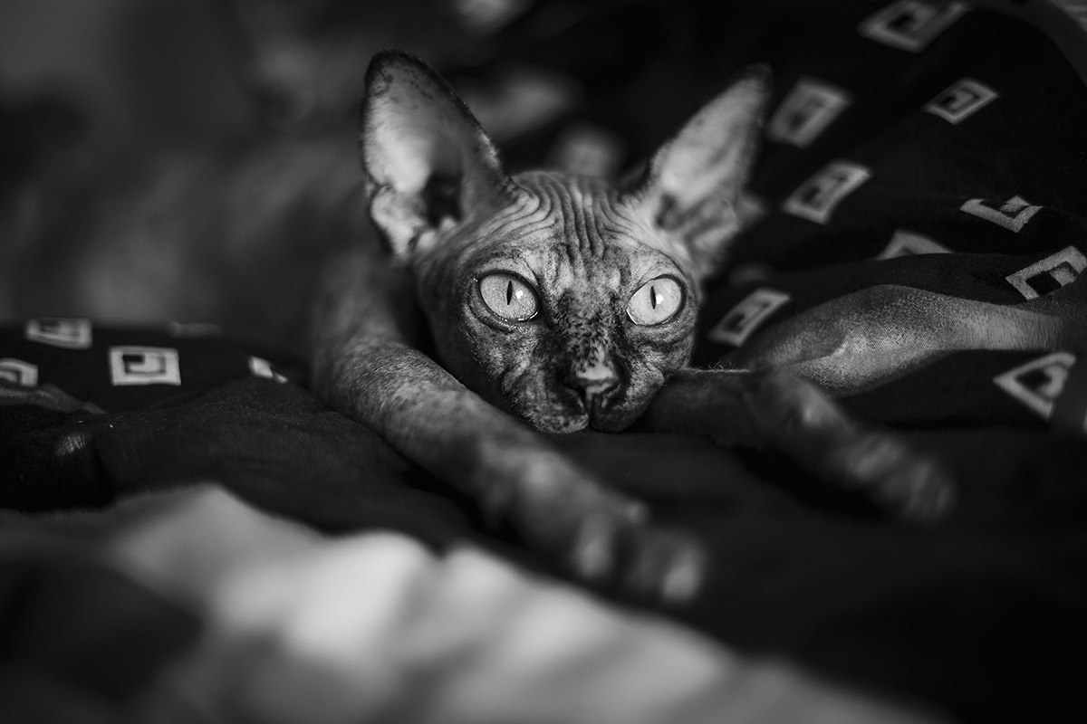 Кот Породы Сфинкс Фото