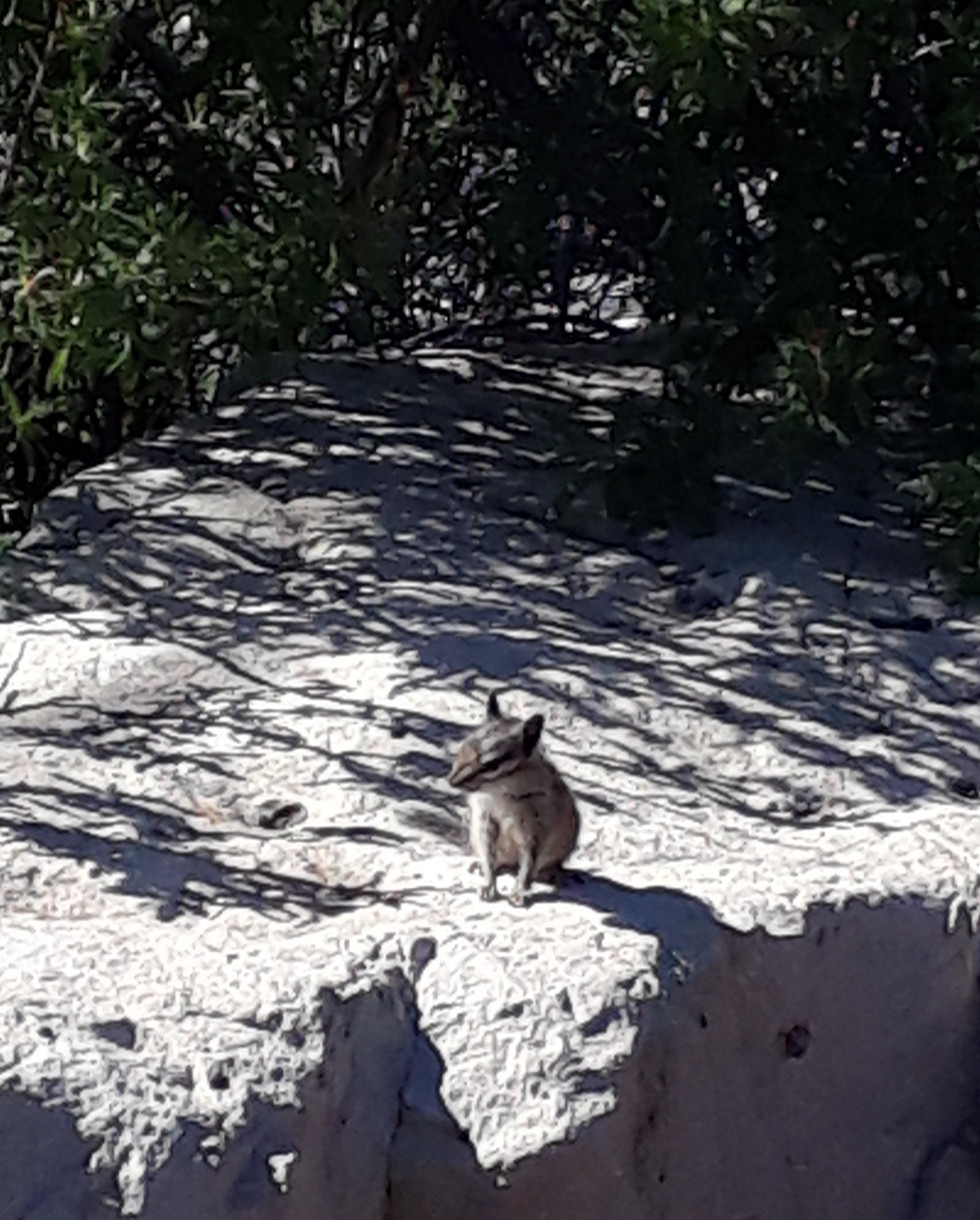 Squirrel and Grand Canyon - My, Travels, USA, Squirrel, Chipmunk, Nature, beauty, , Longpost