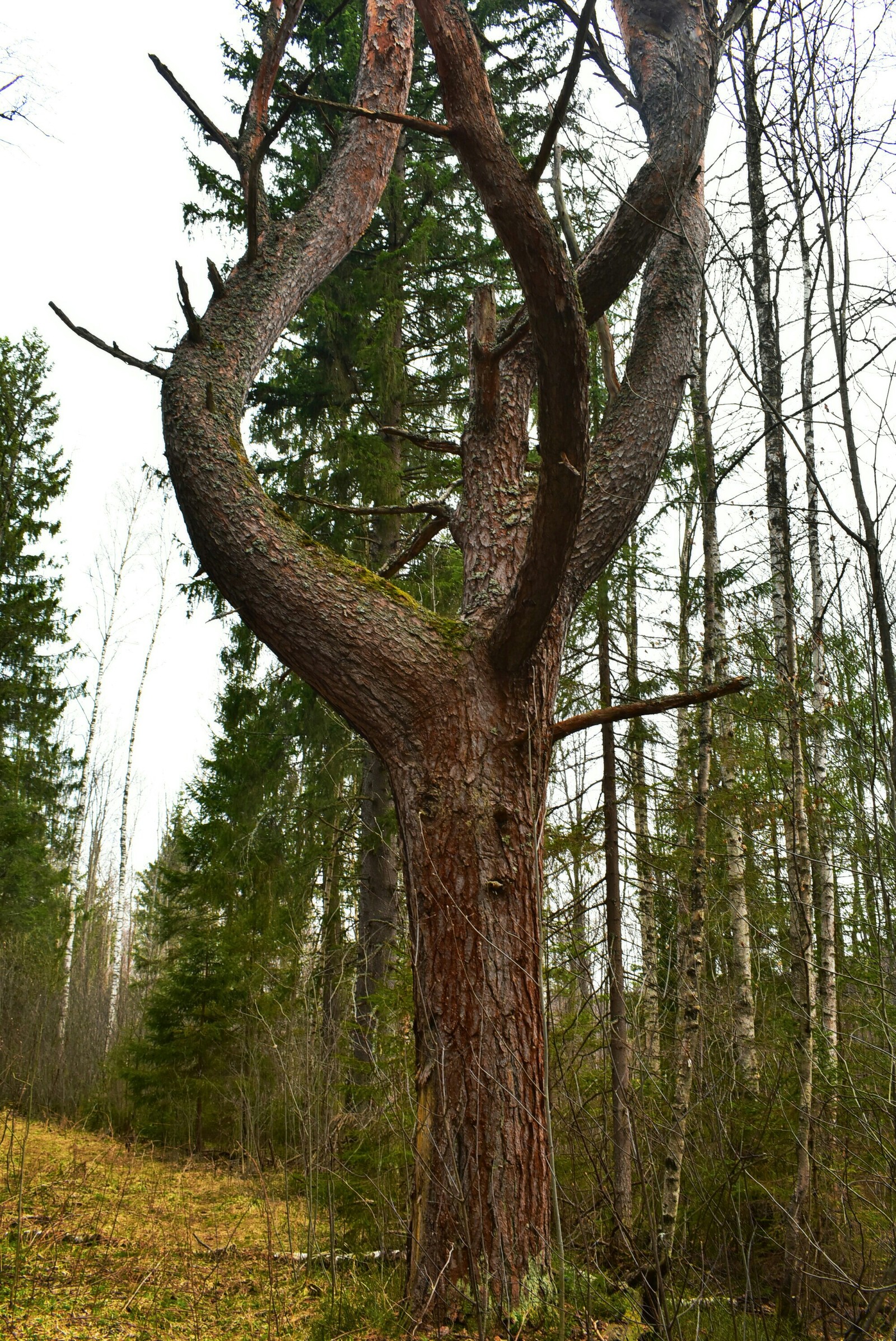 Swamp again... - My, Nature, Beginning photographer, Nikon d3400, Forest, Beaver Hut, River, Longpost