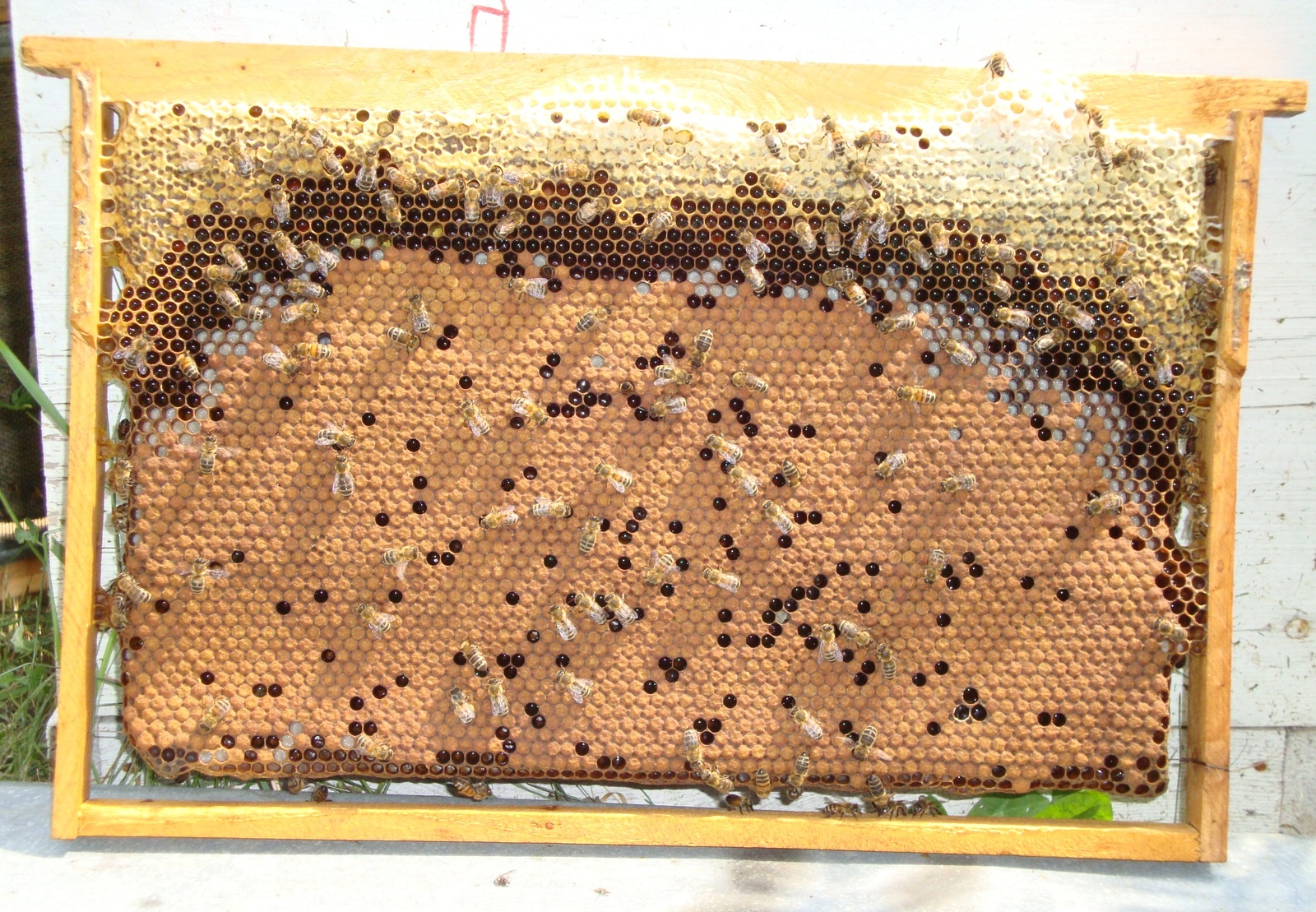 How bees reproduce - Honey, Bees, Reproduction, Roy, Video, Longpost, My