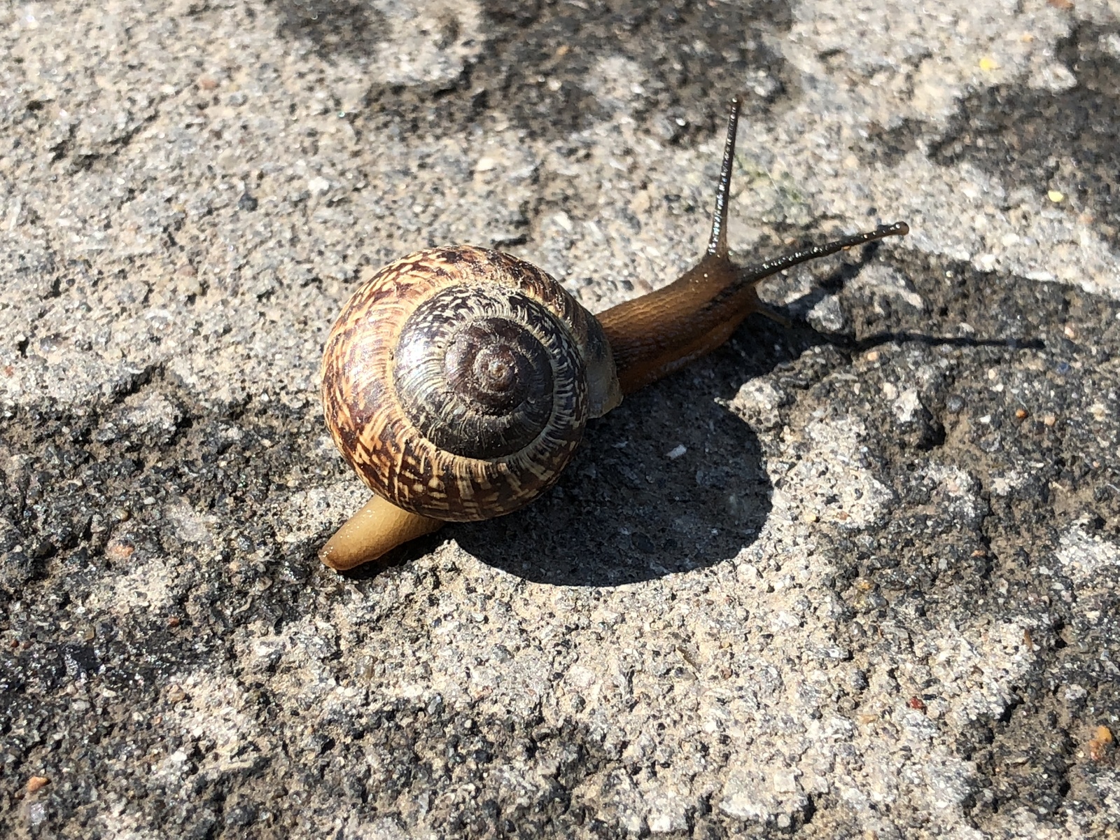 I noticed such a beauty in the park on a morning walk - My, Walk, The park, Snail, Tula, 1st of May