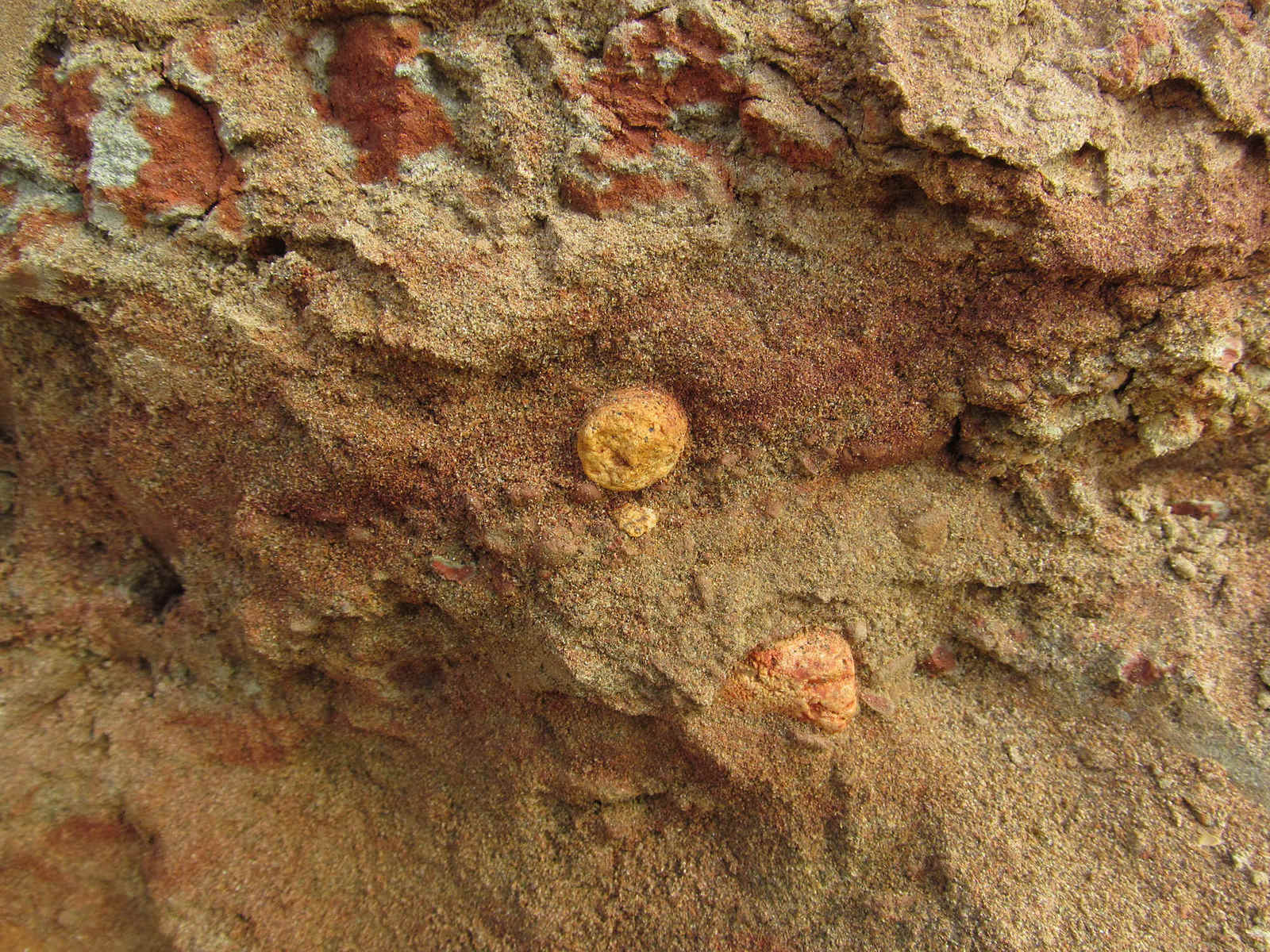 What the fossilized excrement of Coprolites and the great extinction can tell - Paleontology, Fossils, Interesting, Unusual, Permian period, Archosaurs, Synapsids, Longpost