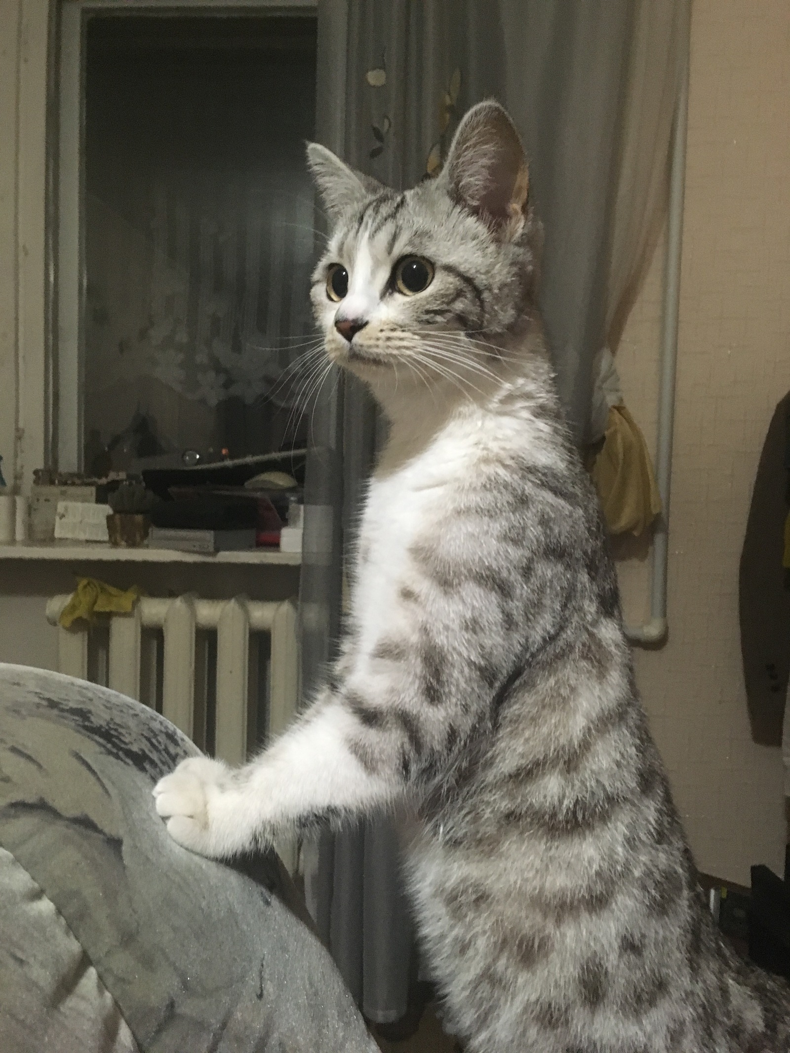 Cat looking for a home, Nizhny Tagil - My, cat, Help, Good league, In good hands, No rating, Nizhny Tagil, Longpost, Helping animals