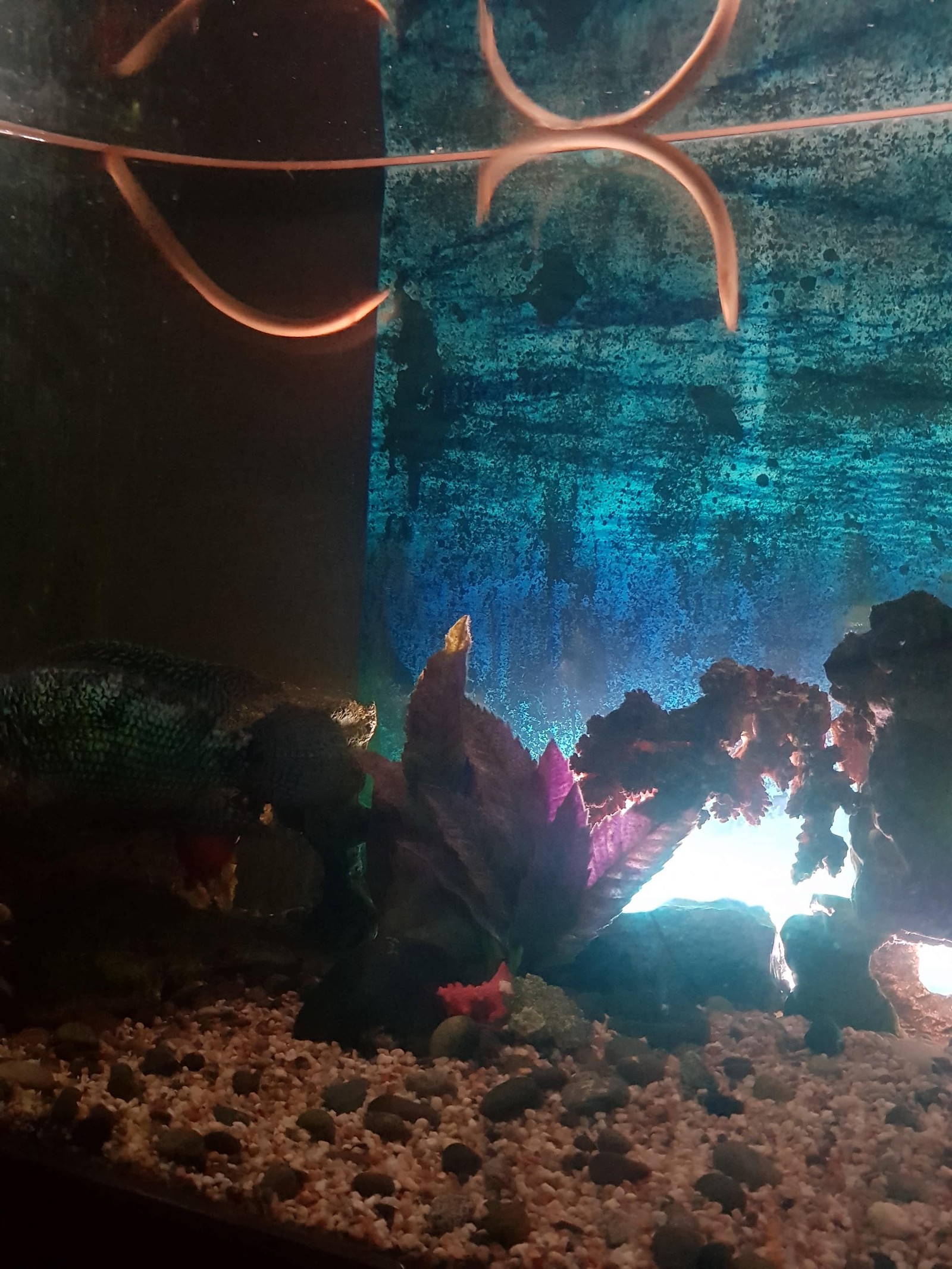 Kalamoicht, dragon's smile. - My, Aquarium, Aquarium, Kalamoicht, A fish, Longpost