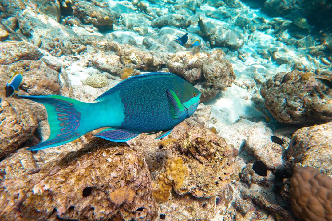 Maldives under and over water - My, The photo, Nature, Indian Ocean, Maldives, A fish, Longpost