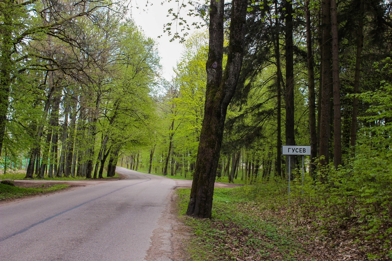 In the woods - My, Forest, Gusev, Gumbinnen, Kaliningrad region, Longpost