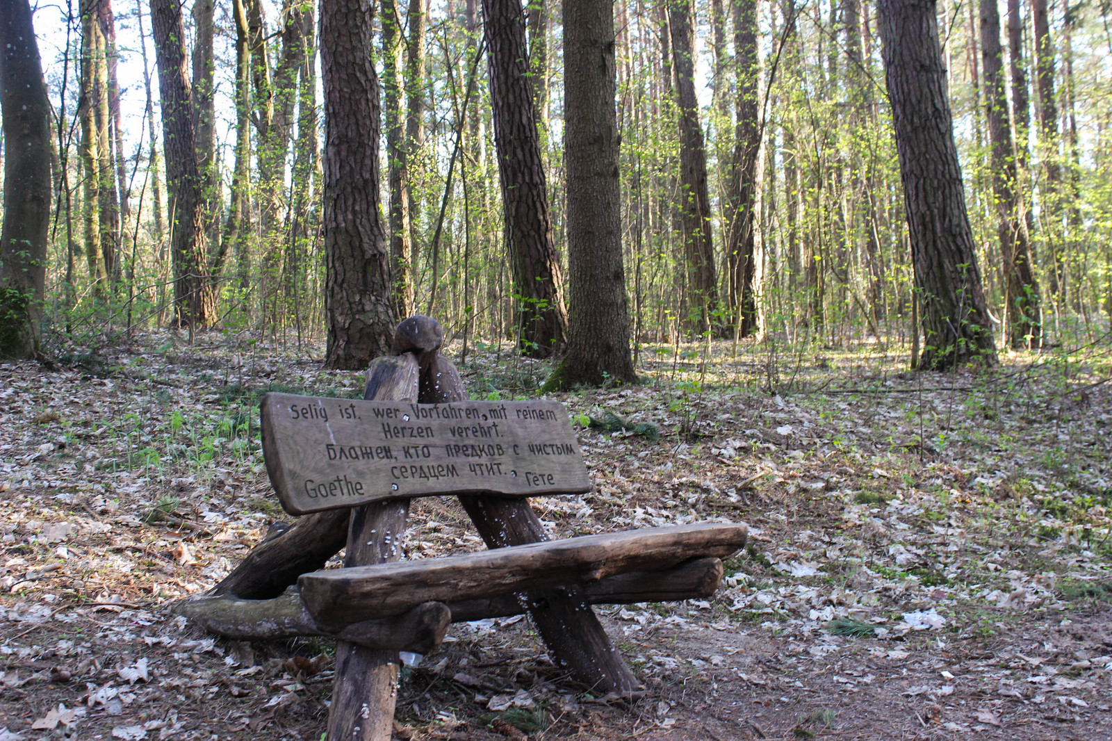 In the woods - My, Forest, Gusev, Gumbinnen, Kaliningrad region, Longpost