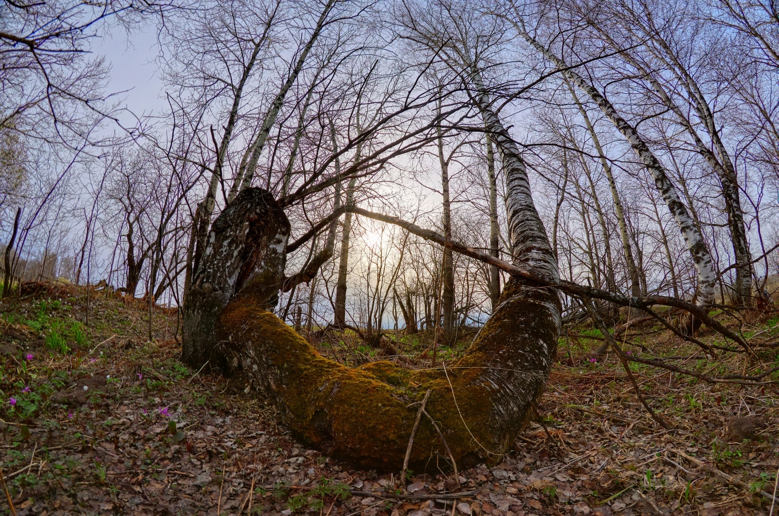 Leisure Spring - My, Siberia, HDR, Spring, Nature, May, Halo, Longpost