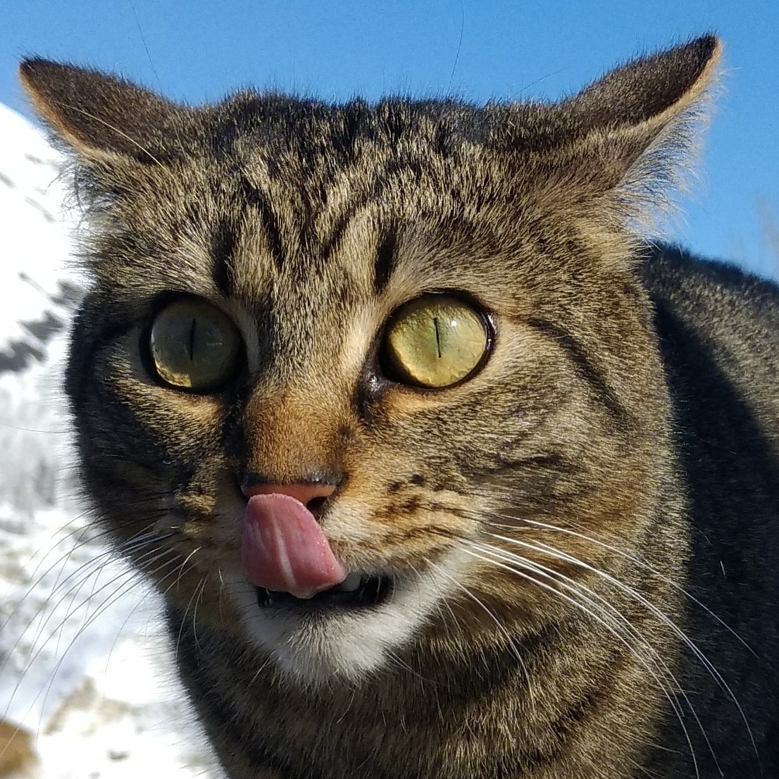 Om-Nom-nom... - My, Hunting, Portrait, Devoured, cat