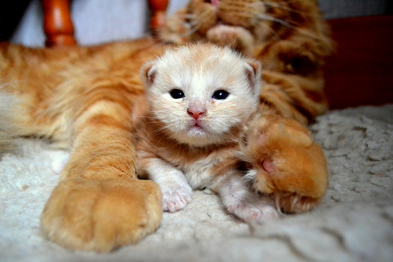 Cub 11 days old. Malyavochka - My, cat, Maine Coon, 