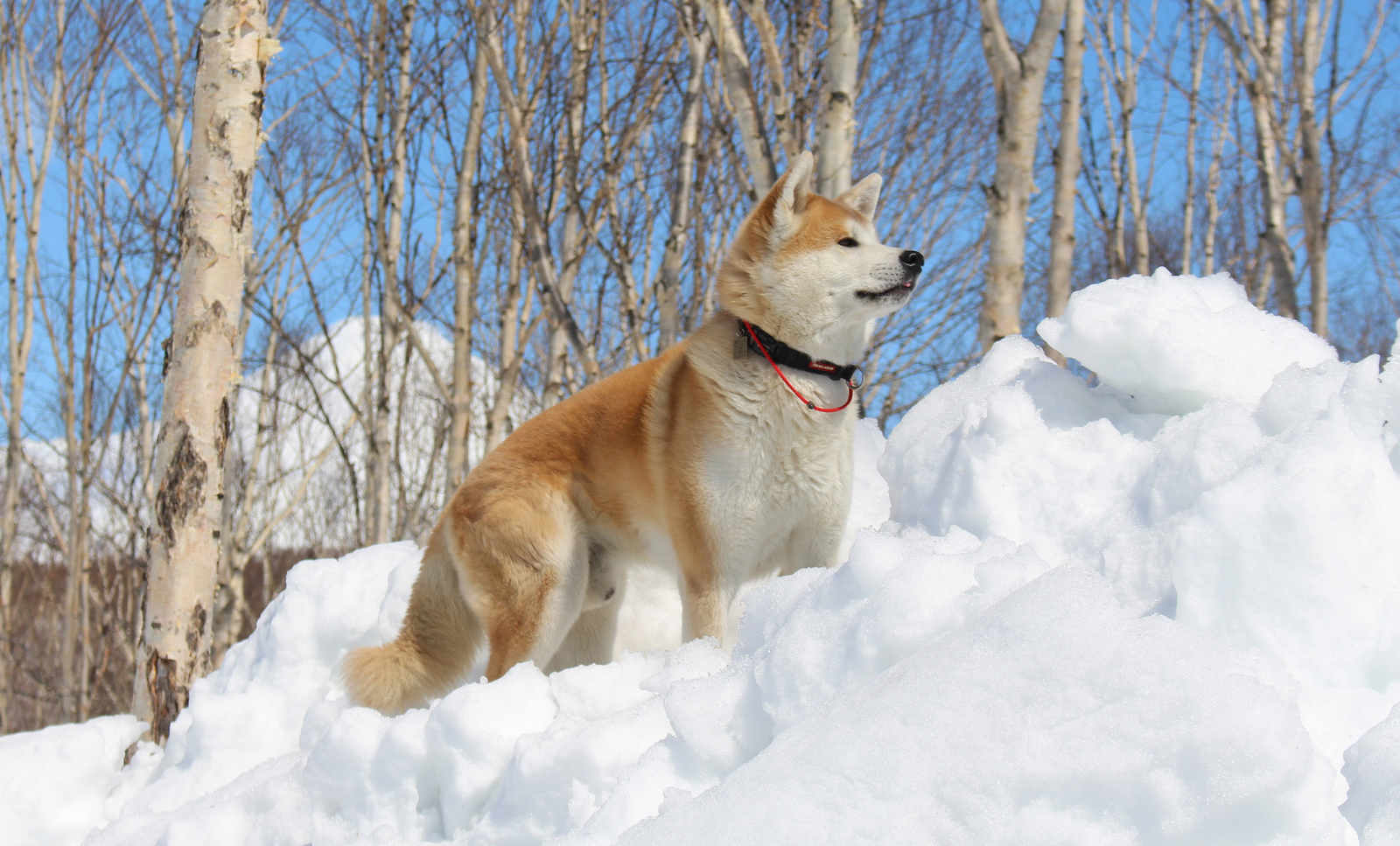 Walk in the May Kamchatka forest - My, Akita inu, Pitbull, Dog, Forest, Kamchatka, Longpost