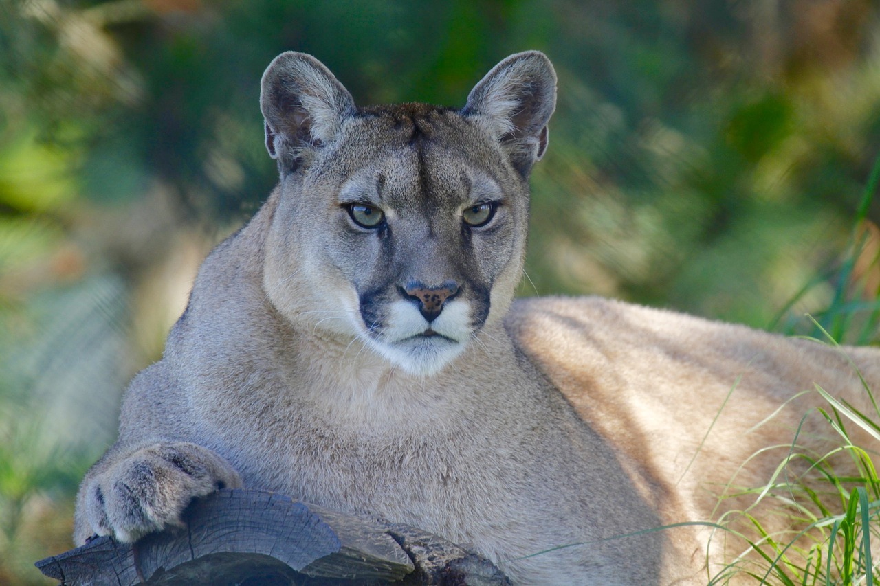 This look - Puma, cat, Cat family, wildlife