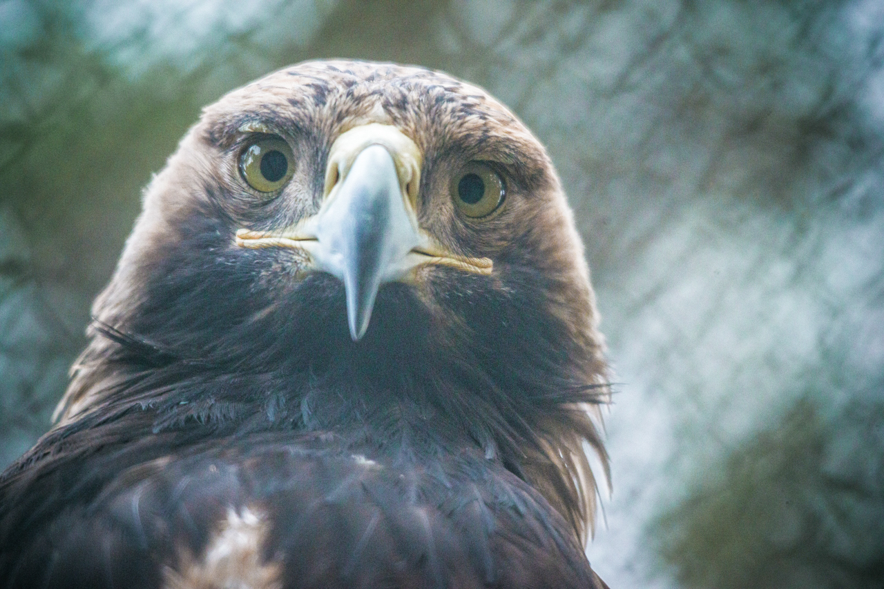 Feathered Pets of the Novosibirsk Zoo - My, Novosibirsk Zoo, Birds, Predator birds, Portrait, Animals, Longpost, Bald eagle