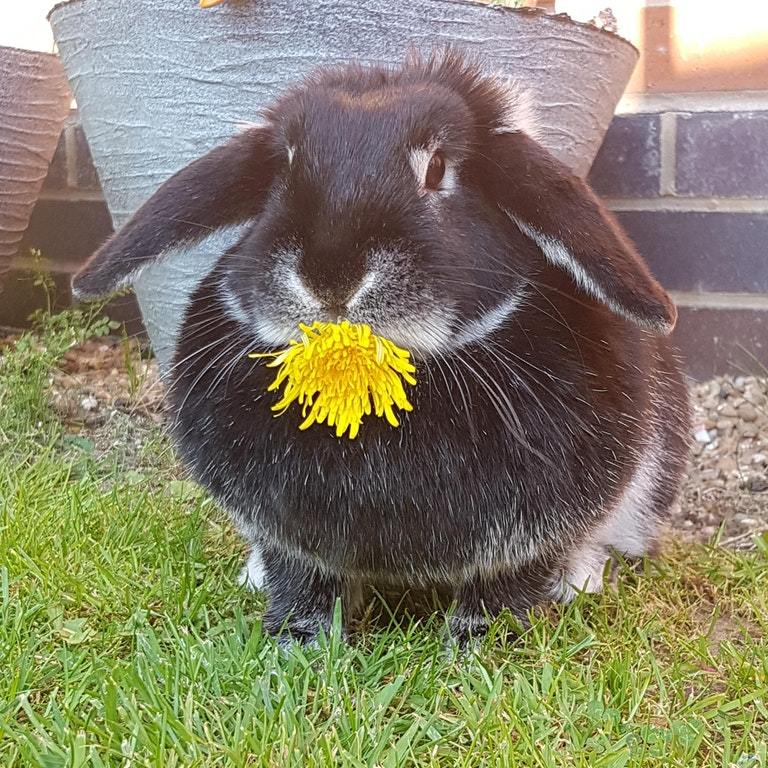 It took a lot of time and dandelions, but the photo was worth it - Rabbit, Animals, Milota, Reddit, Dandelion, Flowers, The photo