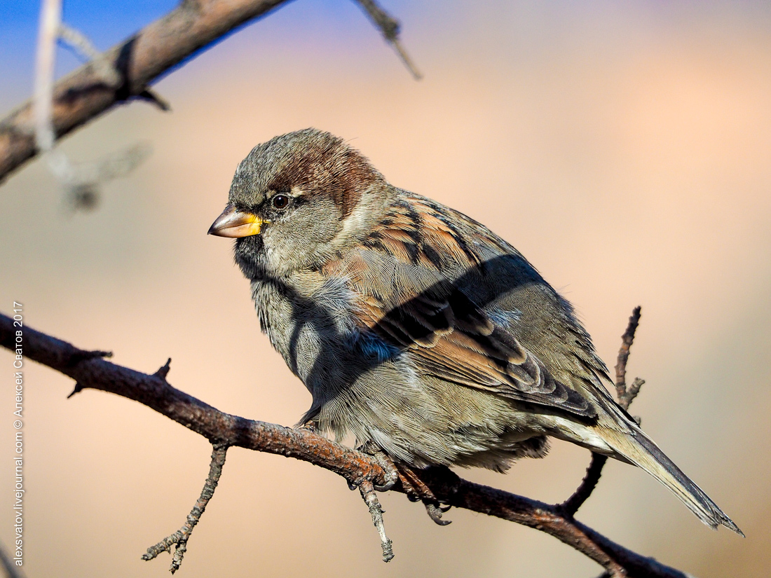 His Sparrow. Data - My, Birds, Sparrow, Longpost