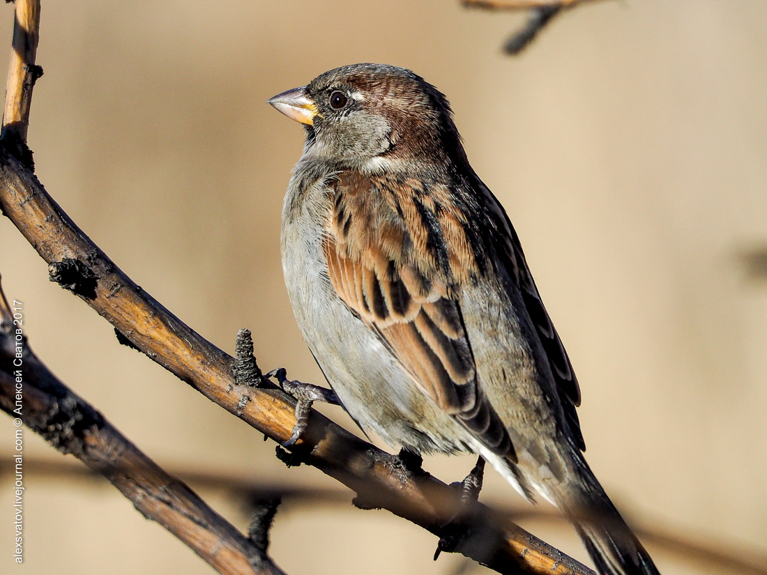 His Sparrow. Data - My, Birds, Sparrow, Longpost