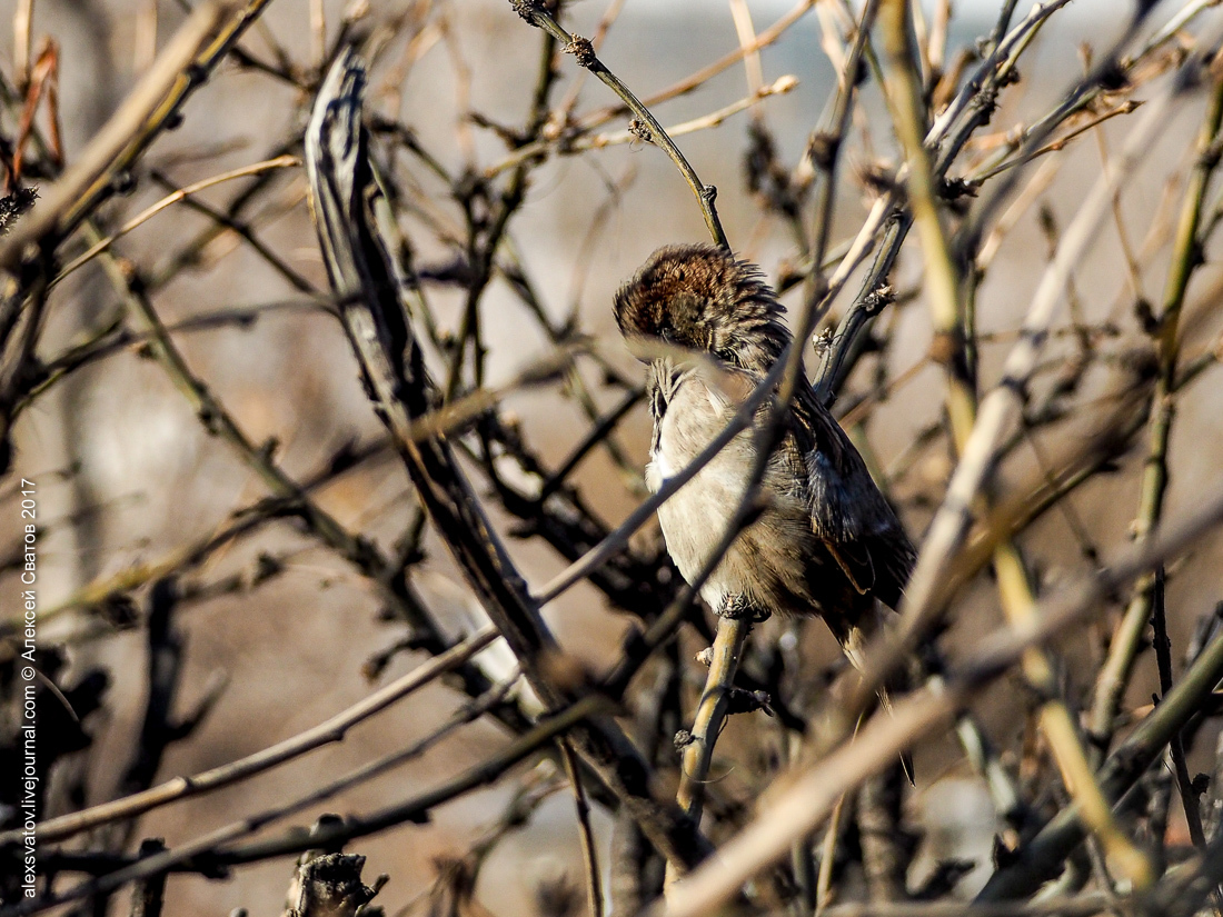 His Sparrow. Data - My, Birds, Sparrow, Longpost