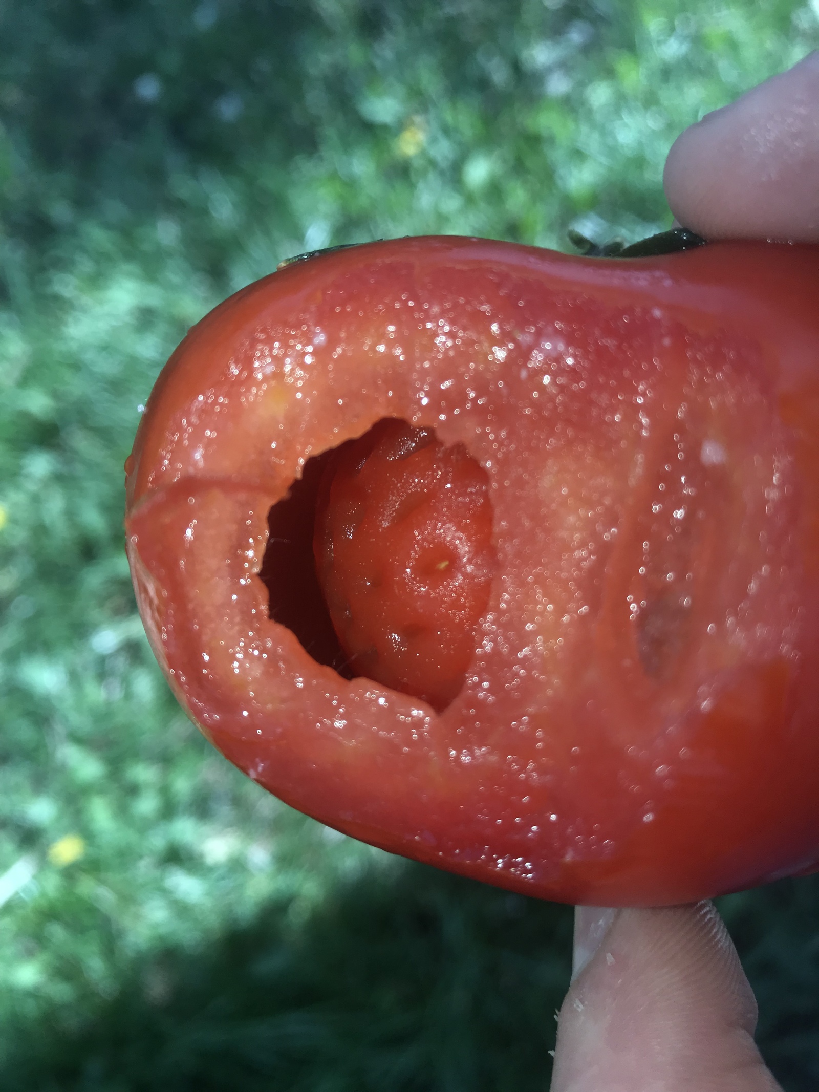 Strawberry in a tomato - My, Strawberry, Tomatoes, The photo, Strawberry (plant)