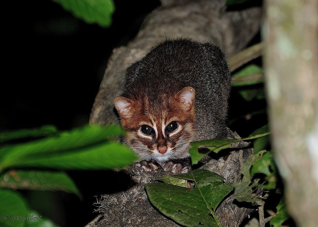 Sumatran cat. - Cat family, Small cats, Longpost, Sumatran cat, cat