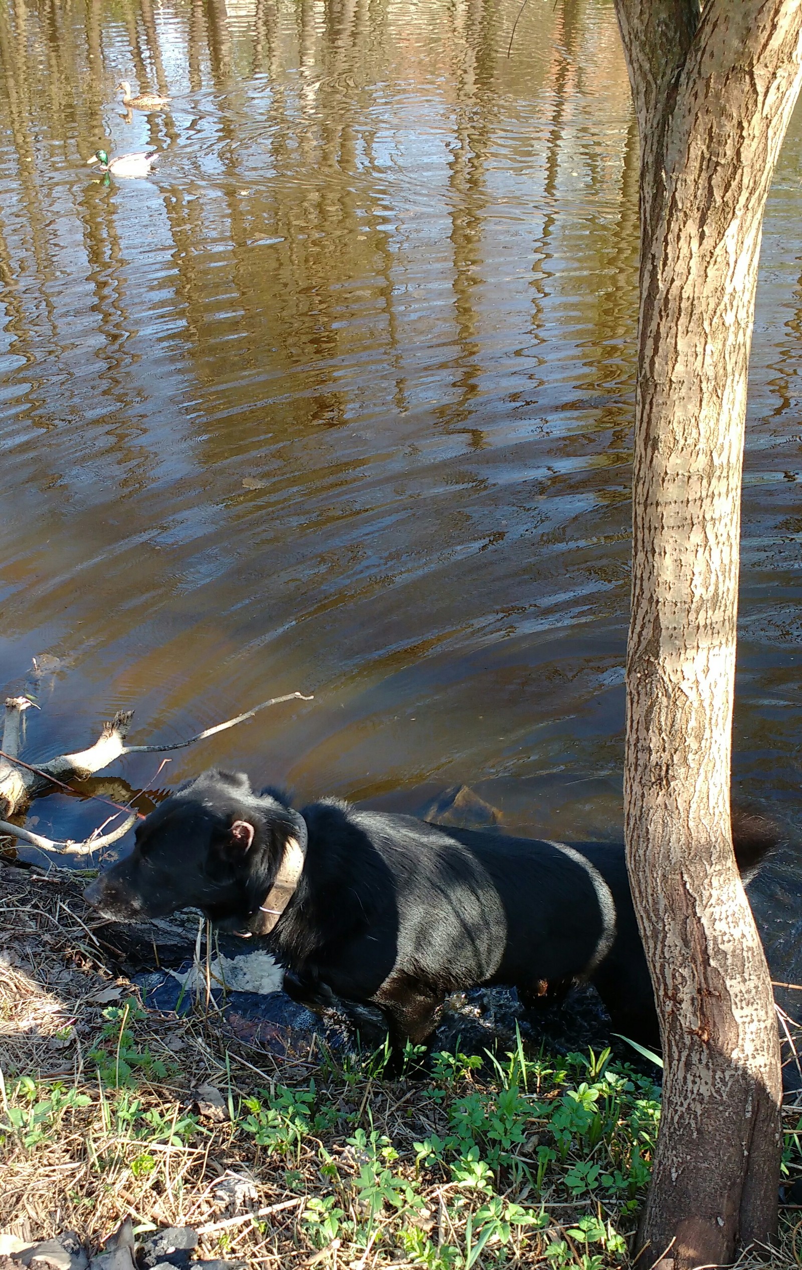 The park - My, Weekend, Dog, Nature, Longpost