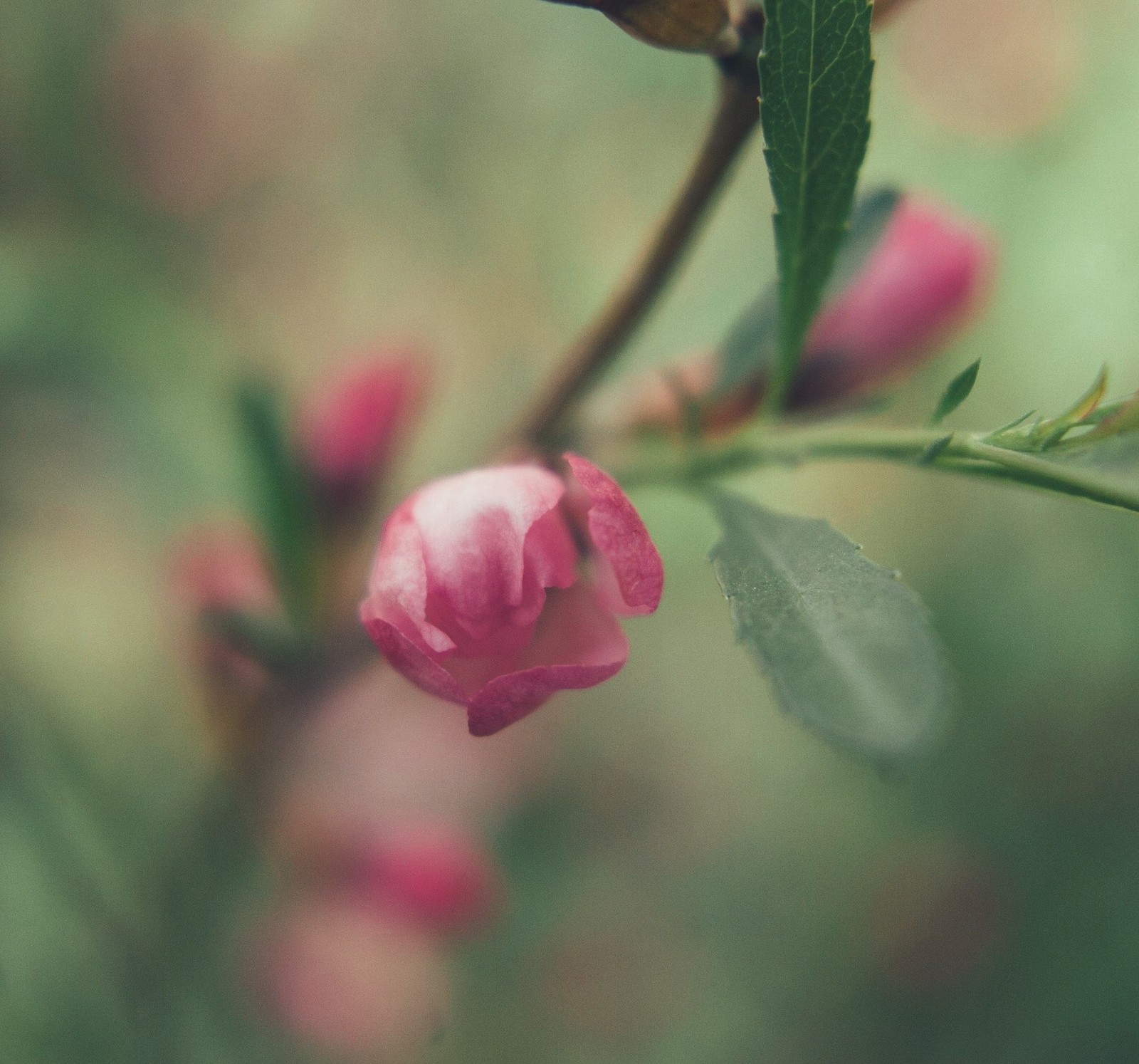 Arranged a gentle spring photo shoot for a couple of my knives - My, Flowers, Spring, Knife, The photo, Tenderness, Longpost