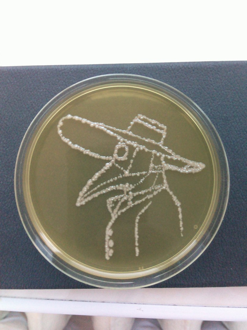 My cute microbes - My, My, Microbiology, Microbes, Microorganisms, Bacteria, Petri dish, Longpost