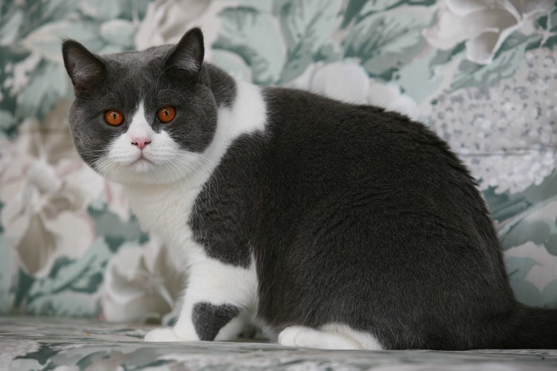 Почему у кошек бывают медальоны и перчатки или Несложная генетика кошек 6 |  Пикабу