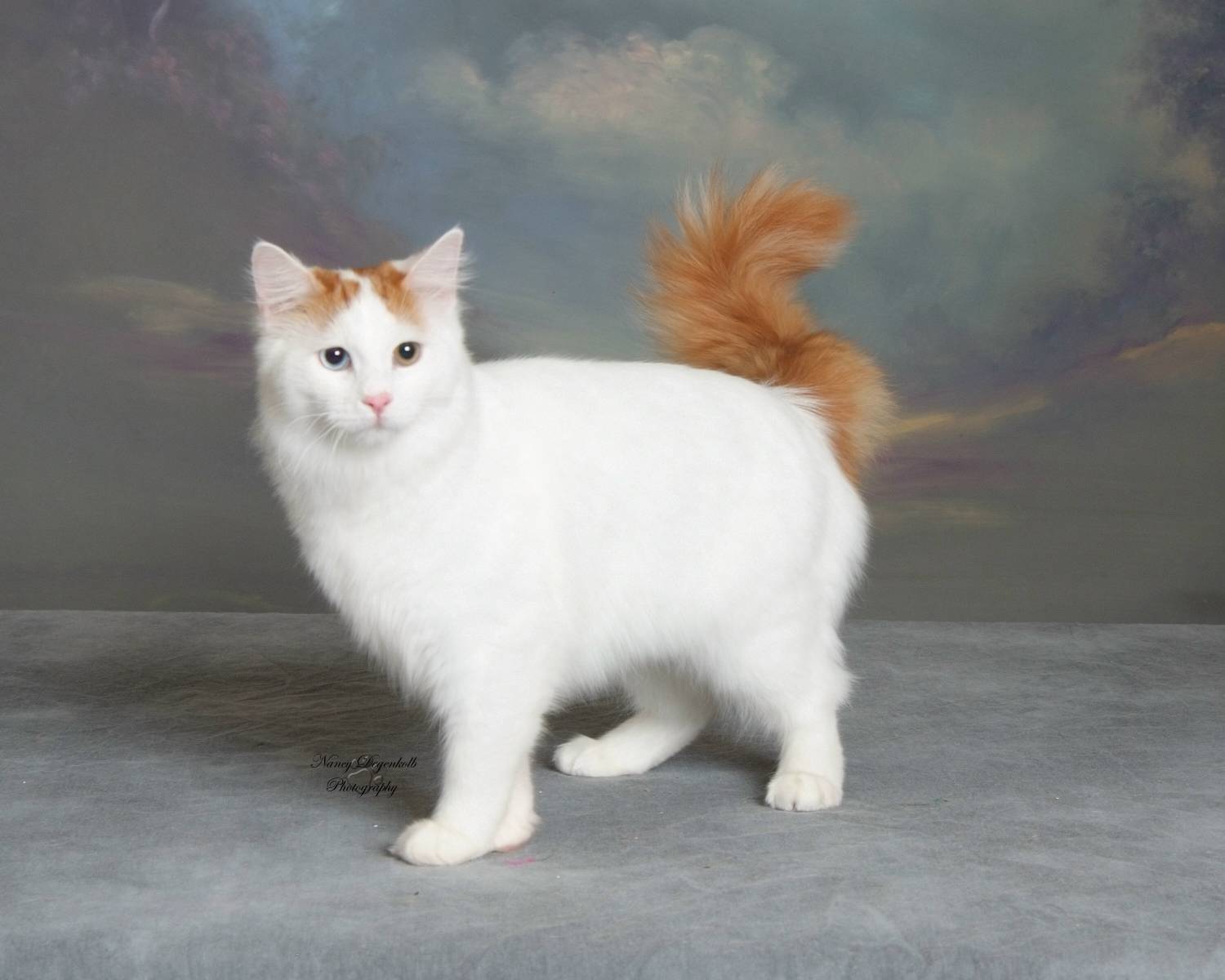 белый с пятнами кот