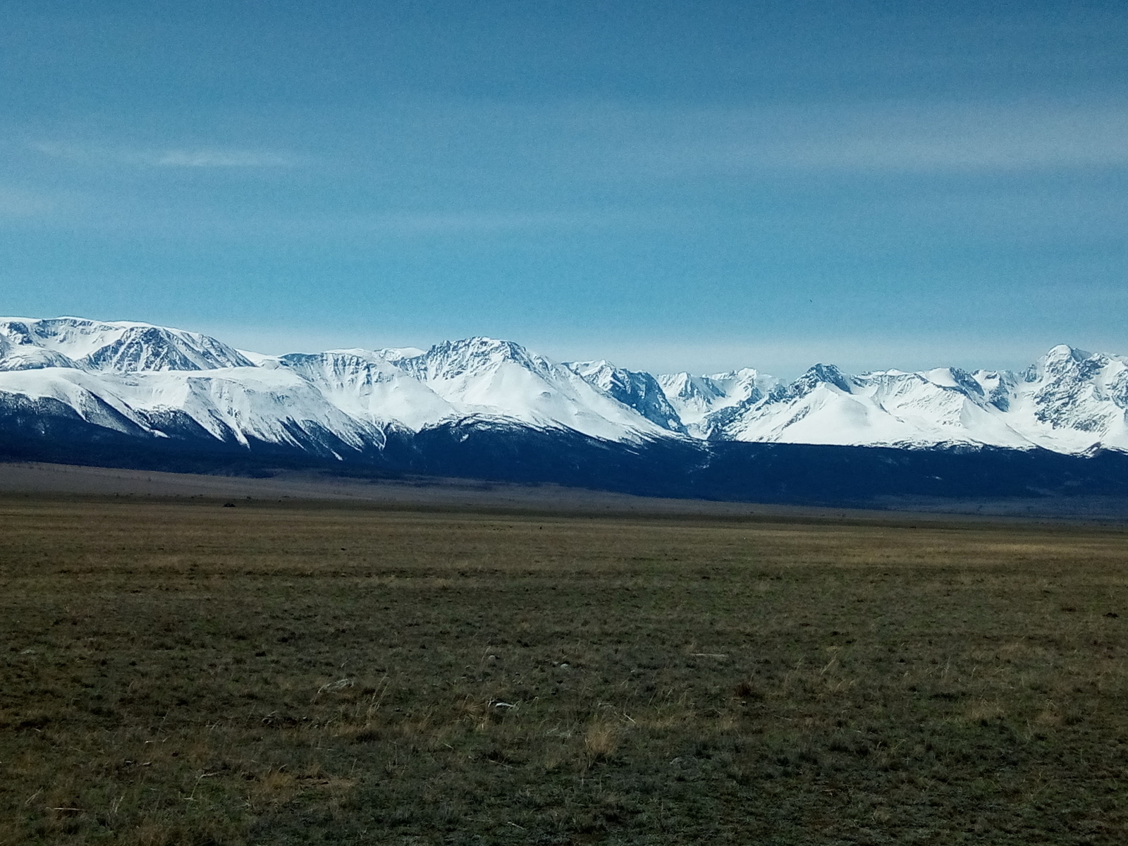 Gorny Altai, May 2018 - My, Mountain Altai, Bison, The mountains, Longpost, Maralnik, Bloom, Spring, Altai Republic