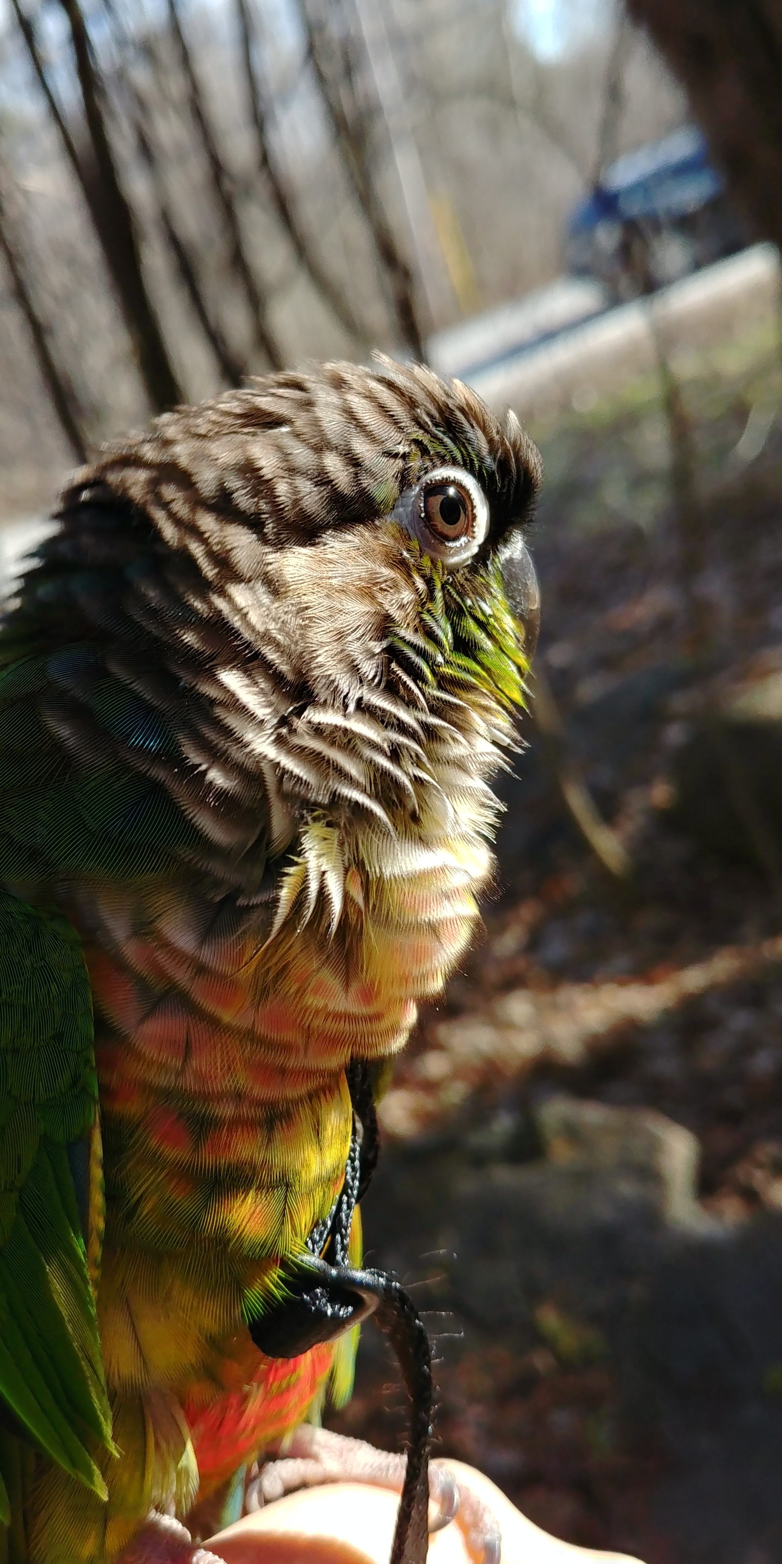 Parrot Spring Walk #2 - My, A parrot, Birds, Walk, Spring, Longpost