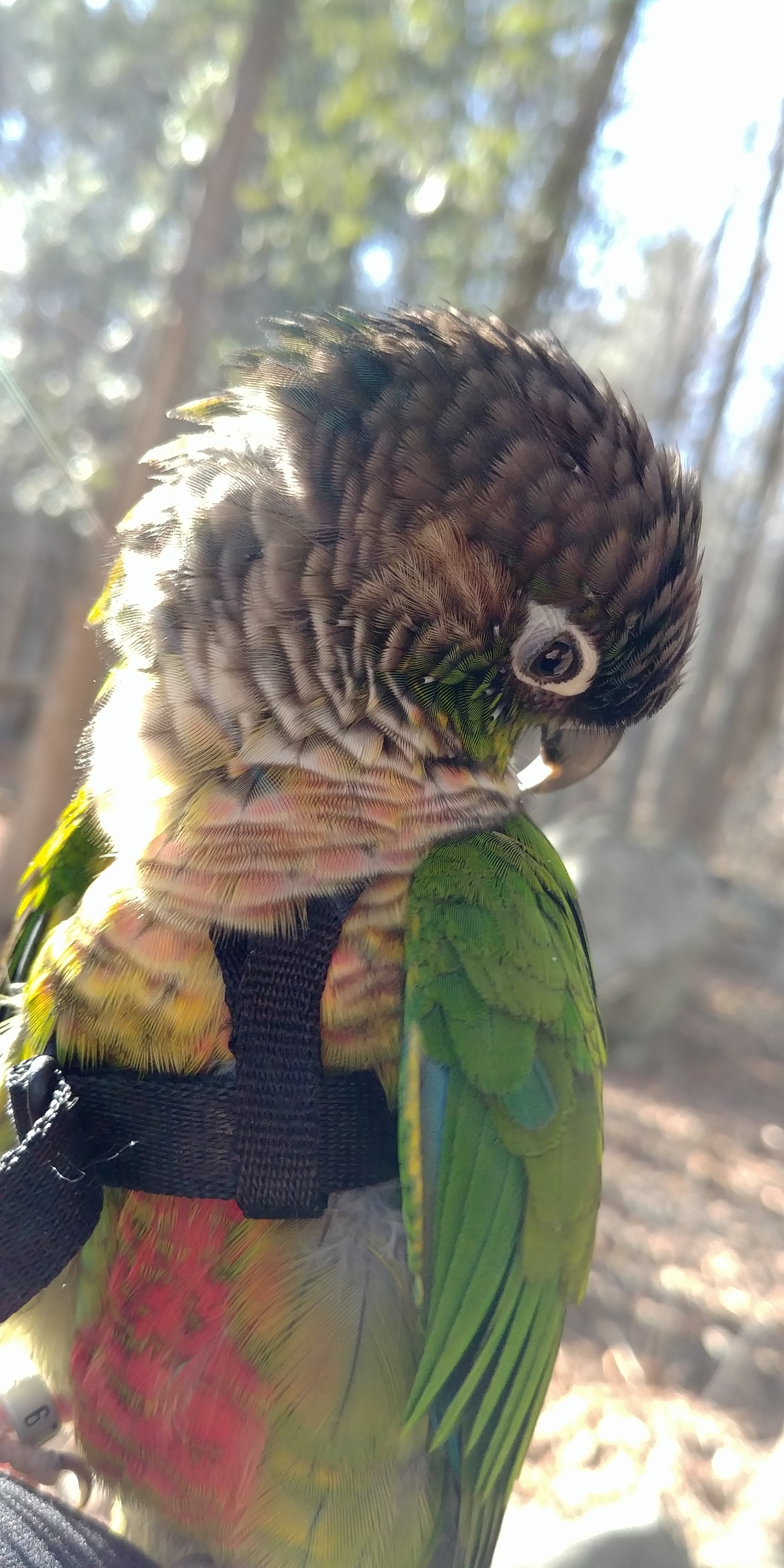 Parrot Spring Walk #2 - My, A parrot, Birds, Walk, Spring, Longpost