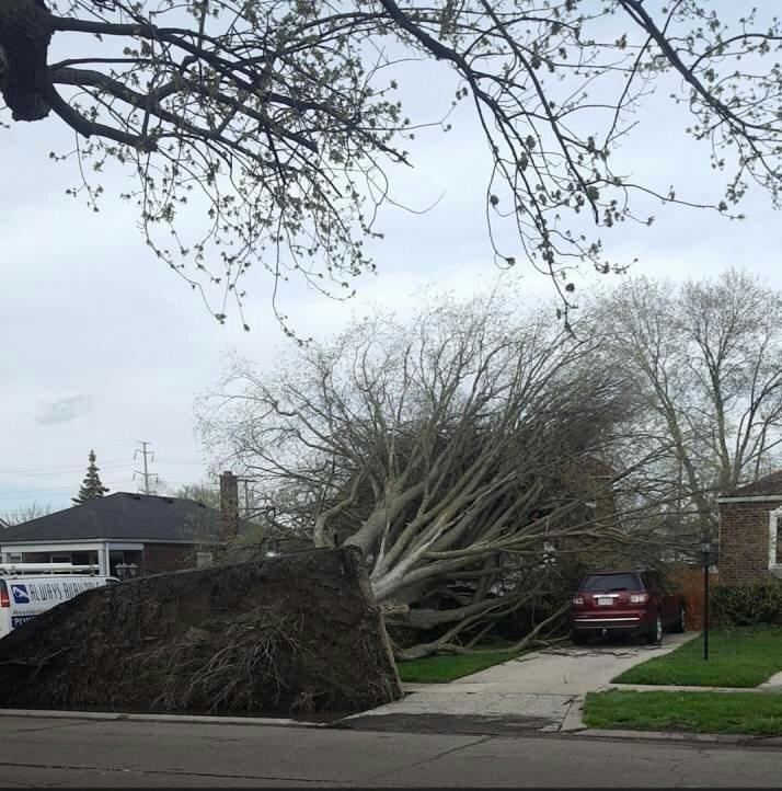 The wind blew - The photo, Tree, The fall