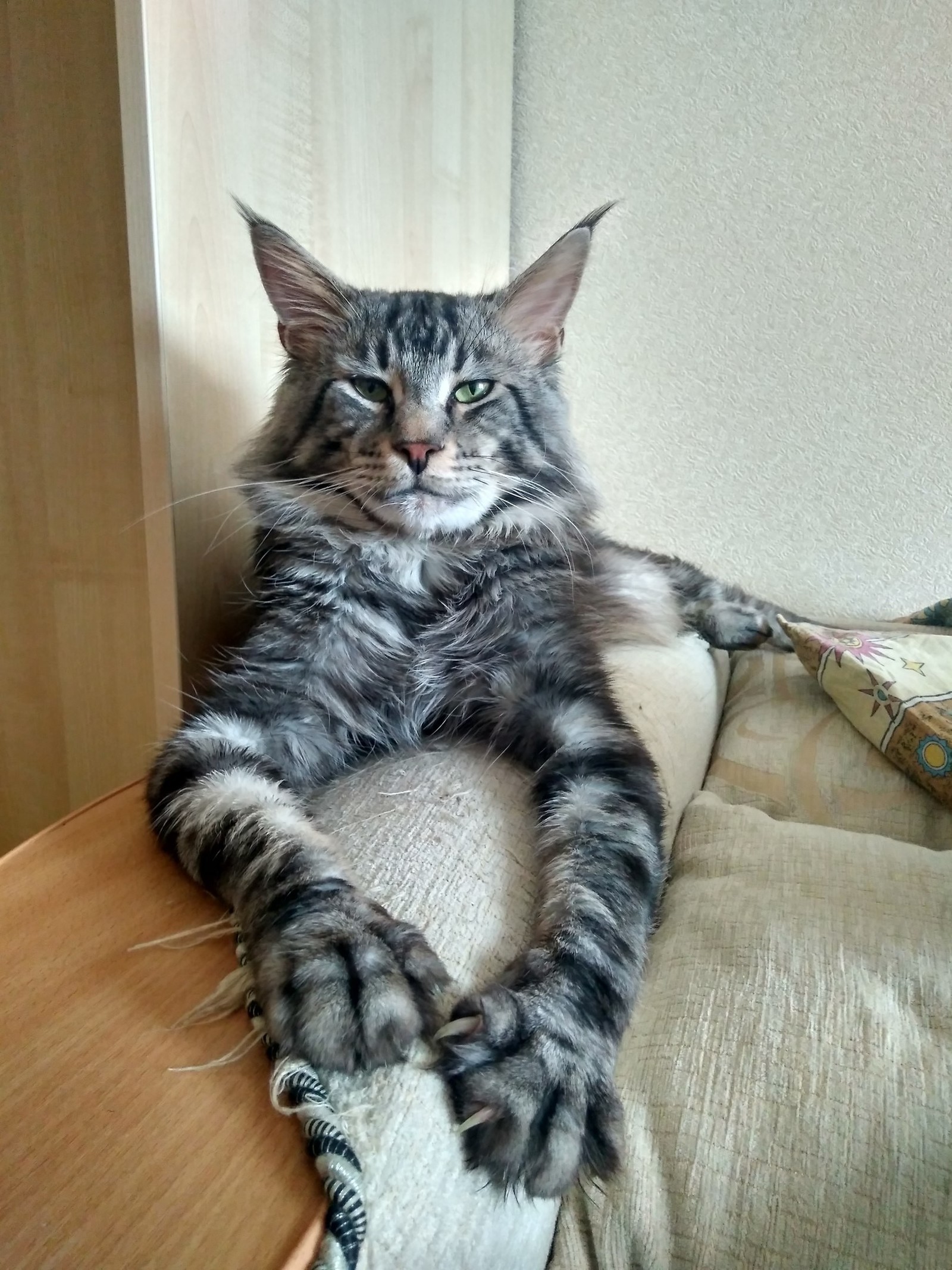 Domestic lynx - My, cat, Catomafia, Maine Coon