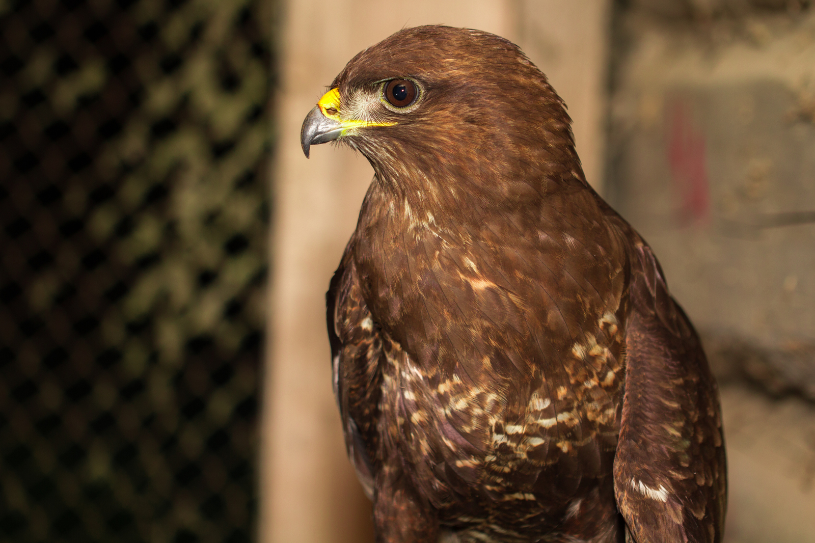 Found a Buzzard with a damaged wing. - My, Buzzard, Ornithology, Sorry for the bird, Help, Longpost