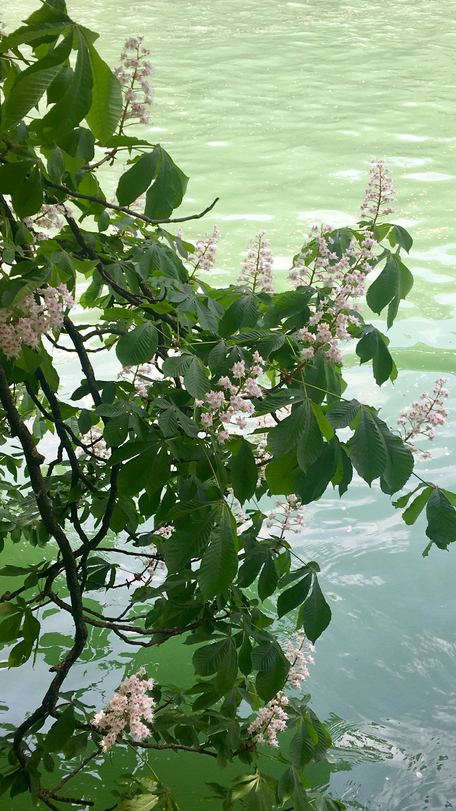 Blooming chestnuts - My, The photo, Munich, Chestnut, , Longpost, Spring, May