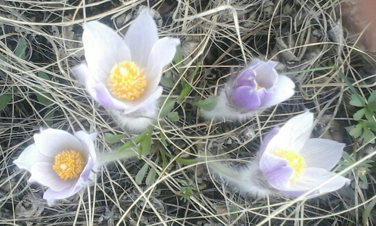 Steppe blooms - My, Primroses, Steppe, Dream herb, Adonis, Spring, Orenburg region, Bumblebee, Longpost, Adonis spring