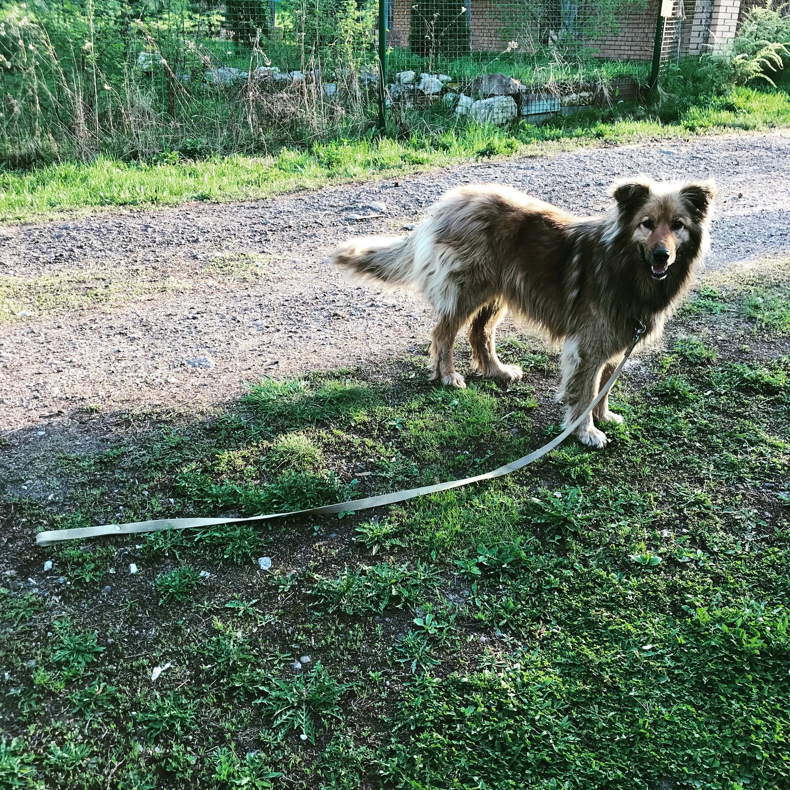 Все законно. - Моё, Собака, Закон, Дача