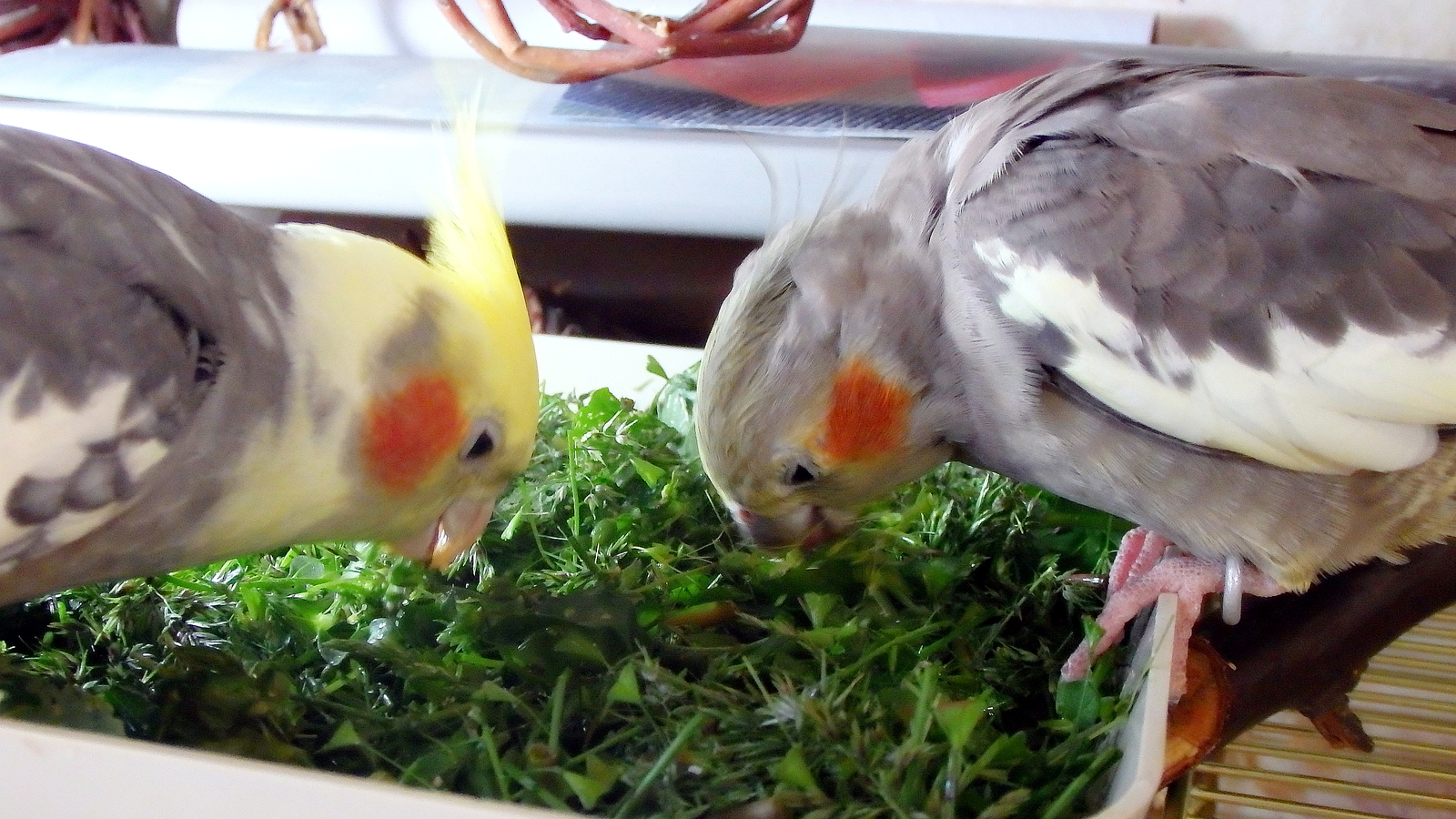 Green paradise for birds. - My, Birds, A parrot, Corella, Nutrition, Greenery, Sparrow, Longpost