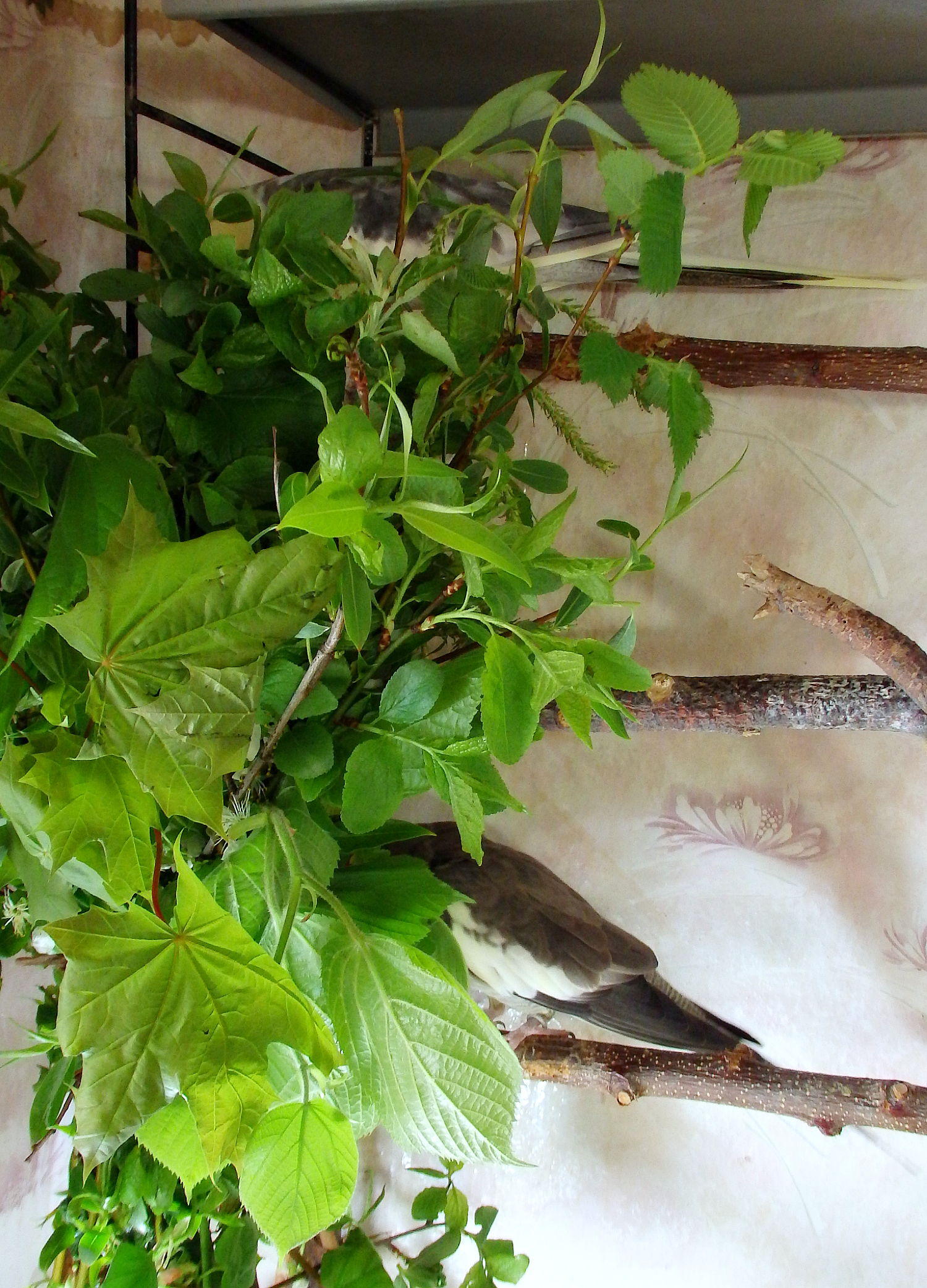 Green paradise for birds. - My, Birds, A parrot, Corella, Nutrition, Greenery, Sparrow, Longpost