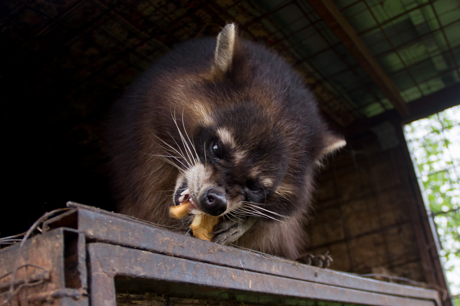 Raccoons are nyashki, but nyashki have teeth ... - My, Raccoon, Teeth, Animals, Cookies