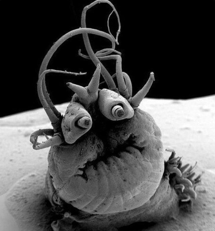 Nereis sandersi is a deep-sea worm that lives in oceanic volcanic vents. - Amazing, Fear, Worm, Volcano, Black and white, Microscope, Horror