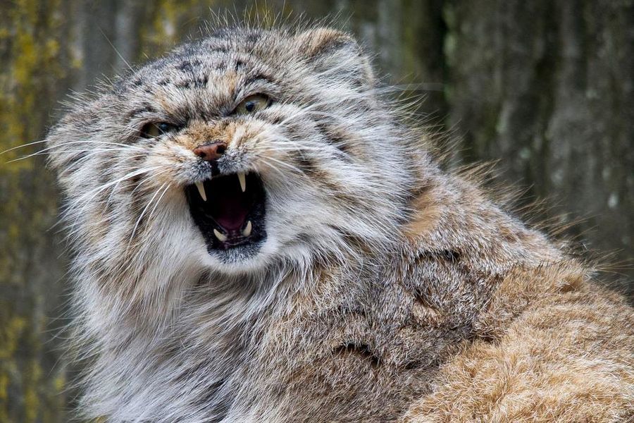 Pallas cat - manul and his faces - cat, Amazing, Fluffy, Oddities, Longpost