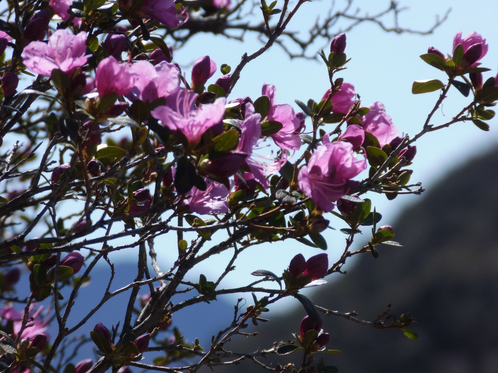 Maralnika flowering 2018 draft continued - My, Maralnik, Mountain Altai, Katu-Yaryk, Chulyshman Valley, Longpost, Altai Republic