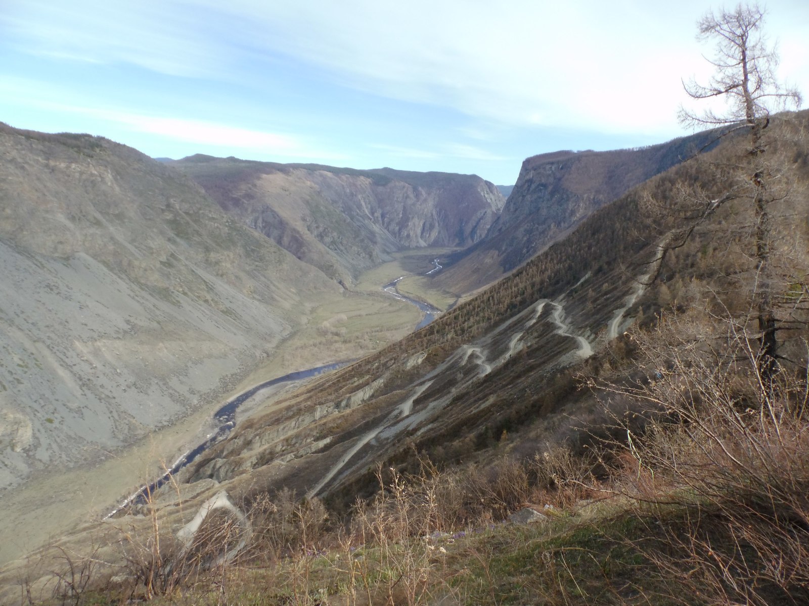 Maralnika flowering 2018 draft continued - My, Maralnik, Mountain Altai, Katu-Yaryk, Chulyshman Valley, Longpost, Altai Republic